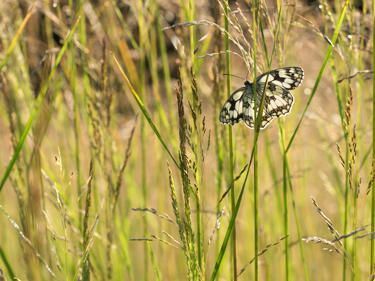 Marbled White wideangle 6